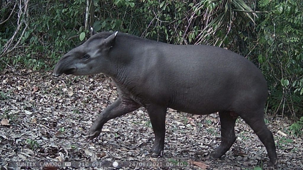 Ook de tapir voelt zich thuis op de plantage van Soroteca - Brazilië